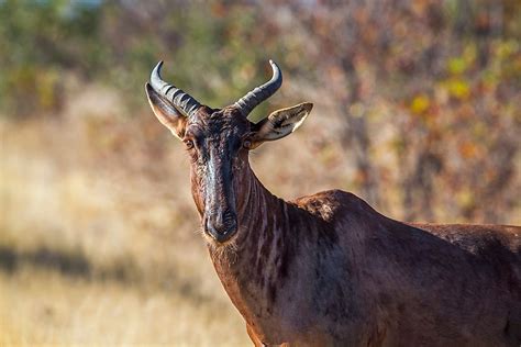 The Hunters' Feast! - Renowned Depiction of South African Fauna and Dramatic Storytelling