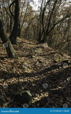  Der stille Wald - Renkli İzlerle Dolu Bir Sessizlik ve Gizemli Bir Atmosfer!